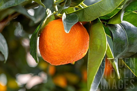 Mandarine_Citrus_reticulata