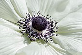 Anemone de Caen (Anemone coronaria), detail