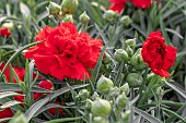 Dianthus Carnelia