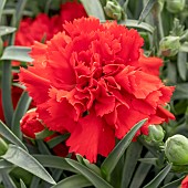 Dianthus Carnelia