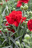 Dianthus Carnelia