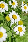 Feverfew (Tanacetum parthenium)