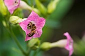 Honey bee (Apis mellifera) pollinating Tobacco (Nicotiana tabacum) Solanaceae flower from NE Argentina Bolivia, Jean-Marie Pelt Botanical Garden (Nancy), Lorraine, France