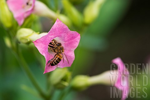 Honey_bee_Apis_mellifera_pollinating_Tobacco_Nicotiana_tabacum_Solanaceae_flower_from_NE_Argentina_B