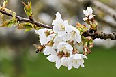 Honey bee (Apis mellifera) pollinating a Prunus Blanche douce flower (Prunus sp), Jean-Marie Pelt Botanical Garden (Nancy), Lorraine, France