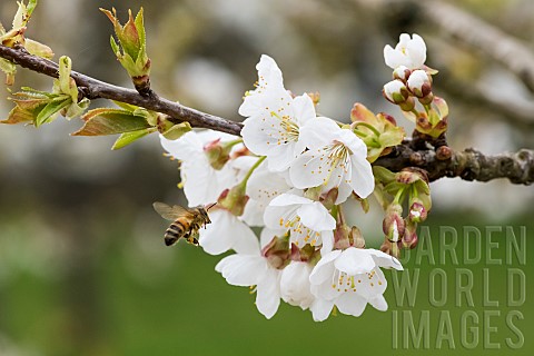 Honey_bee_Apis_mellifera_pollinating_a_Prunus_Blanche_douce_flower_Prunus_sp_JeanMarie_Pelt_Botanica