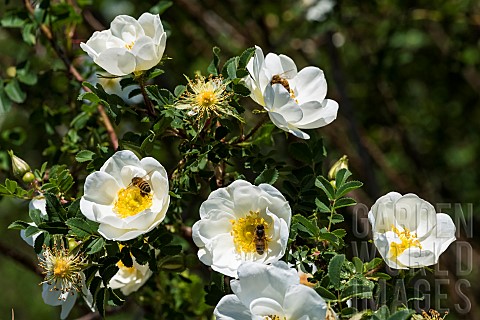 Honey_bee_Apis_mellifera_pollinator_on_flowers_of_Scots_rose_Rosa_spinosissima_Rosaceae_of_N_Asia_an