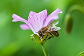 Honey bee (Apis mellifera) pollinating on a flower, Nancy School Museum (Corbin family), Lorraine, France