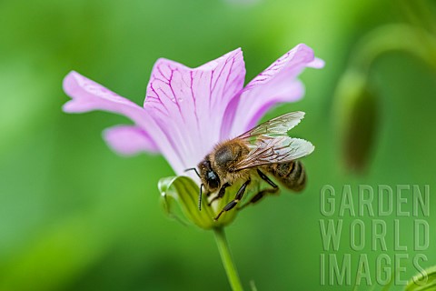 Honey_bee_Apis_mellifera_pollinating_on_a_flower_Nancy_School_Museum_Corbin_family_Lorraine_France