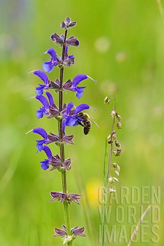Honey_bee_Apis_mellifera_pollinating_meadow_sage_Salvia_pratensis_in_a_flowering_meadow_Slovenia