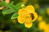 Honey bee (Apis mellifera) pollinating a goldencup St. Johns wort (Hypericum patulum) flower from the Himalayas, Jean-Marie Pelt Botanical Garden (Nancy), Lorraine, France