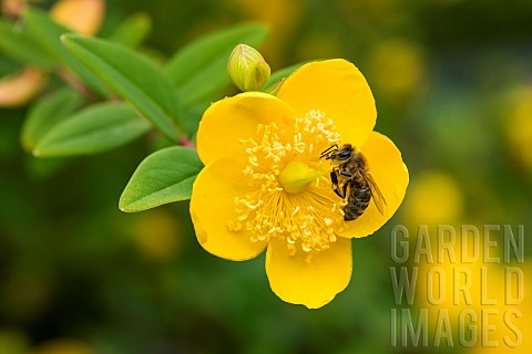 Honey_bee_Apis_mellifera_pollinating_a_goldencup_St_Johns_wort_Hypericum_patulum_flower_from_the_Him