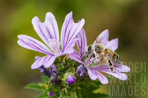 Honey_bee_Apis_mellifera_covered_with_pollen_pollinator_on_Mallow_Malva_sp_Pagnysurmeuse_Lorraine_Fr