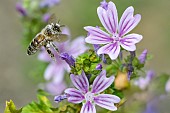 Honey bee (Apis mellifera) covered with pollen, pollinator on Mallow (Malva sp), Pagny-sur-meuse, Lorraine, France