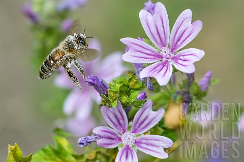 Honey_bee_Apis_mellifera_covered_with_pollen_pollinator_on_Mallow_Malva_sp_Pagnysurmeuse_Lorraine_Fr