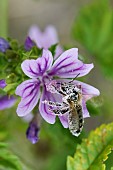 Honey bee (Apis mellifera) covered with pollen, pollinator on Mallow (Malva sp), Pagny-sur-meuse, Lorraine, France