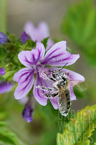 Honey_bee_Apis_mellifera_covered_with_pollen_pollinator_on_Mallow_Malva_sp_Pagnysurmeuse_Lorraine_Fr