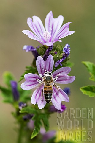 Honey_bee_Apis_mellifera_covered_with_pollen_pollinator_on_Mallow_Malva_sp_Pagnysurmeuse_Lorraine_Fr