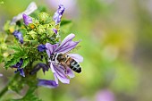 Honey bee (Apis mellifera) covered with pollen, pollinator on Mallow (Malva sp), Pagny-sur-meuse, Lorraine, France