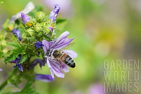 Honey_bee_Apis_mellifera_covered_with_pollen_pollinator_on_Mallow_Malva_sp_Pagnysurmeuse_Lorraine_Fr