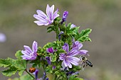 Honey bee (Apis mellifera) covered with pollen, pollinator on Mallow (Malva sp), Pagny-sur-meuse, Lorraine, France