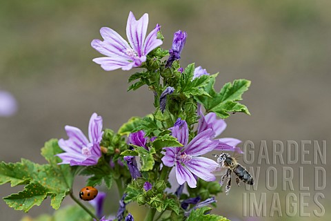 Honey_bee_Apis_mellifera_covered_with_pollen_pollinator_on_Mallow_Malva_sp_Pagnysurmeuse_Lorraine_Fr