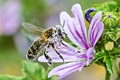 Honey bee (Apis mellifera) covered with pollen, pollinator on Mallow (Malva sp), Pagny-sur-meuse, Lorraine, France