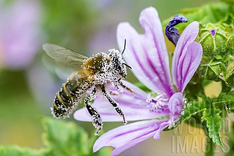 Honey_bee_Apis_mellifera_covered_with_pollen_pollinator_on_Mallow_Malva_sp_Pagnysurmeuse_Lorraine_Fr