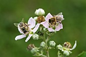 Honey bee (Apis mellifera) pollinating a blackberry flower (Rubus sp), Pagny-sur-Meuse, Lorraine, France