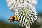 Honey bee (Philanthus triangulum) capturing an European beewolf (Apis mellifera) on a Ball Thistle (Echinops sp), Paris, France