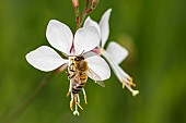 Honeybee (Apis mellifera) pollinating Lindheimers Gaura flower (Gaura lindheimeri), Jardin des plantes de Paris, France