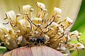 Asian predatory Hornet (Vespa velutina), on a banana flower, Jardin des Plantes de Paris, Ile de France, France