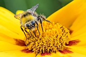 Bumblebee (Bombus sylvarum) on flower, Bouxières-aux-dames, Lorraine, France