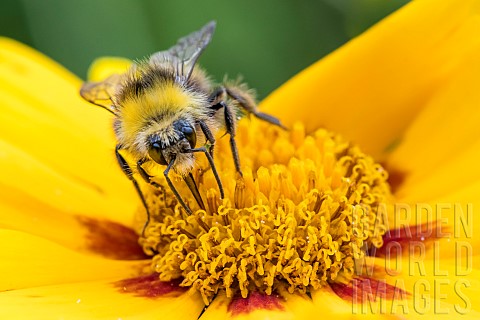 Bumblebee_Bombus_sylvarum_on_flower_Bouxiresauxdames_Lorraine_France