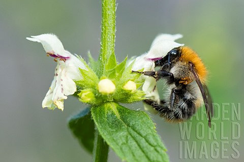 Brown_bumblebee_Bombus_pascuorum_on_lamiaceae_Bouxiresauxdames_Lorraine_France