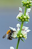 Brown bumblebee (Bombus pascuorum) on lamiaceae, Bouxières-aux-dames, Lorraine, France