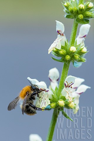 Brown_bumblebee_Bombus_pascuorum_on_lamiaceae_Bouxiresauxdames_Lorraine_France
