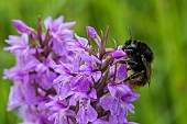 Red-tailed Bumblebee (Bombus lapidarius) pollinator on a neglected Orchis flower (Dactylorhiza praetermissa), Allamps, Lorraine, France