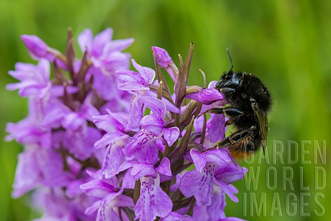 Redtailed_Bumblebee_Bombus_lapidarius_pollinator_on_a_neglected_Orchis_flower_Dactylorhiza_praetermi