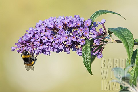 Bufftailed_bumblebee_Bombus_terrestris_pollinating_the_flower_of_a_butterfly_tree_Buddleja_davidii_R
