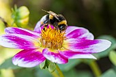 Buff-tailed bumblebee (Bombus terrestris) pollinating a Dahlia flower, Jean-Marie Pelt Botanical Garden (Nancy), Lorraine, France