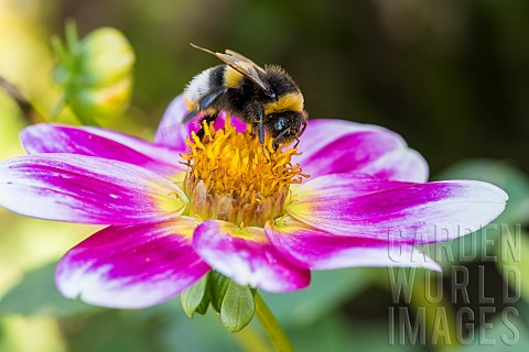 Bufftailed_bumblebee_Bombus_terrestris_pollinating_a_Dahlia_flower_JeanMarie_Pelt_Botanical_Garden_N
