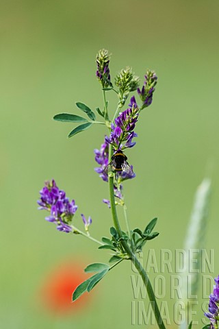 Bufftailed_bumblebee_Bombus_terrestris_Pollinator_on_cultivated_alfalfa_flower_Medicago_sativa_Franc