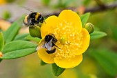 Bumblebee (Bombus sp) on golden St. Johns wort (Hypericum patulum) flower, Jean-Marie Pelt Botanical Garden (Nancy), Lorraine, France