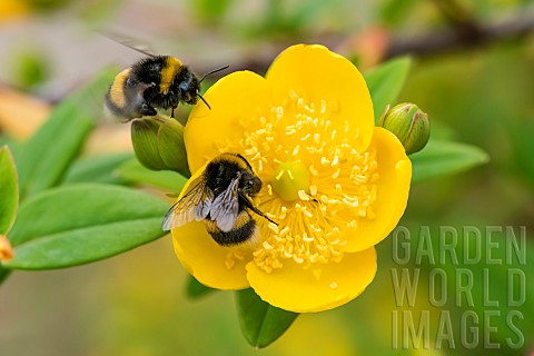 Bumblebee_Bombus_sp_on_golden_St_Johns_wort_Hypericum_patulum_flower_JeanMarie_Pelt_Botanical_Garden