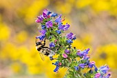 Cuckoo bumblebee (Bombus campestris (Psythirus) parasitizes bumblebees (Bombus pascuorum) on vipersbugloss in a forest, Pagny-la-blanche-côte, Lorraine, France