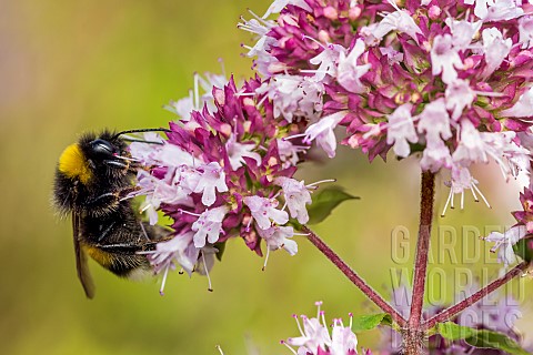Bufftailed_bumblebee_Bombus_terrestris_pollinating_Marjoram_Origana_flower_Bouxiresauxdames_Lorraine