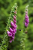 Bumblebee (Bombus sp) pollinating a flower of Foxglove (Digitalis purpurea), Col des Faignes, Vallée du Chajoux, Vosges, France