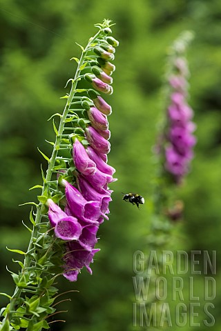 Bumblebee_Bombus_sp_pollinating_a_flower_of_Foxglove_Digitalis_purpurea_Col_des_Faignes_Valle_du_Cha