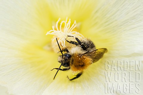 Tree_Bumblebee_Bombus_hypnorum_pollinating_a_hollyhock_Alcea_rosea_flower_Jardin_des_plantes_de_Pari